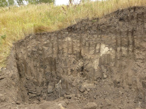 Texture of dark brown dirt wall with smooth vertical marks dug into it and an area of green and yellow grass at the top.